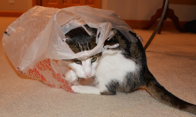 Jaden plays with a plastic bag (