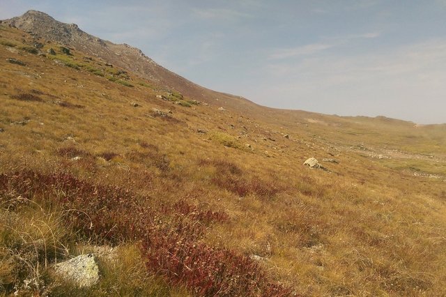 Grassy east slope of Mount Massive