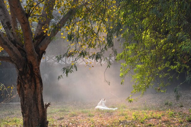 White tiger at National Zoological Gardens, Delhi