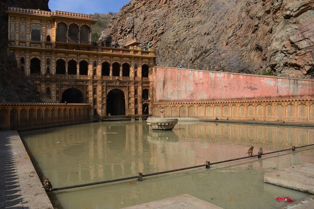 Monkey bathing pool at Galta-ji