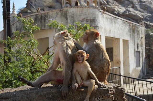 Rhesus macaque monkey family at Galta-ji