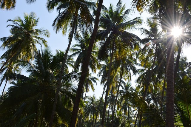 Palm trees in Goa