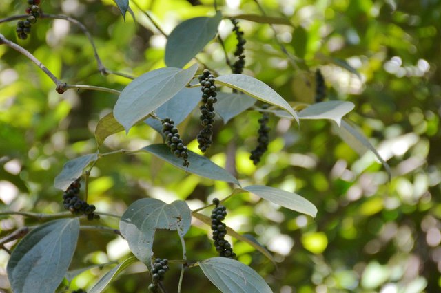 Peppercorns growing at the Tropical Spice Plantation