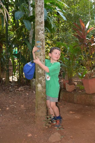 Calvin hugs a palm tree at the Tropical Spice Plantation