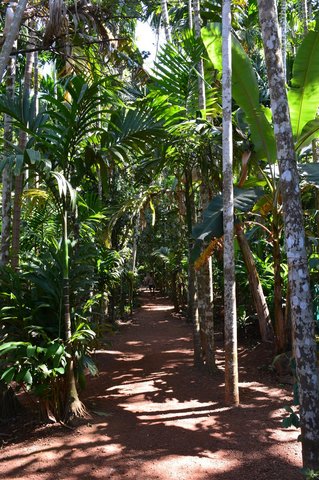 Path through the jungle at the Tropical Spice Plantation