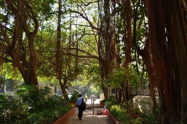 Banyan trees above the sidewalk in Mumbai