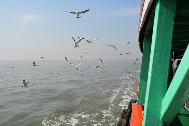 Seagulls stalk the ferry Al-Nawaz in Mumbai harbour