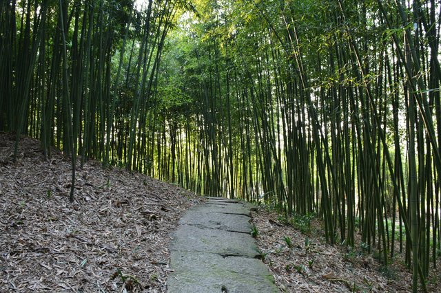 Bamboo garden at the Shanghai Botanical Gardens