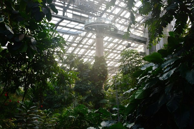 Inside the conservatory at the Shanghai Botanical Garden