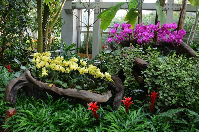 Orchids growing in the conservatory at the Shanghai Botanical Garden