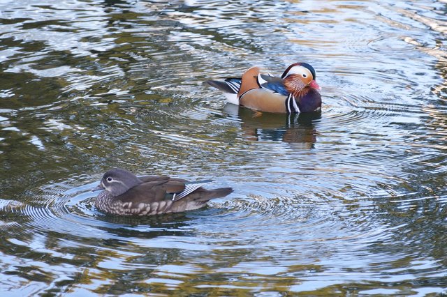 Mandarin ducks swimming in the garden pond