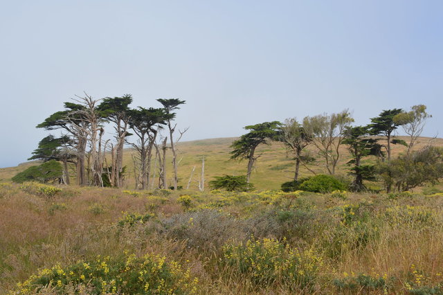 Cypress windbreak on Tomales Point