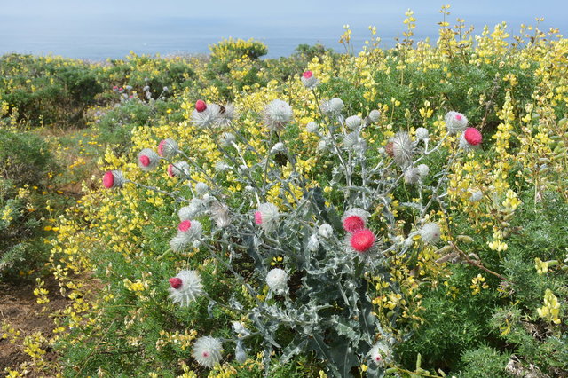 Cobweb thistle on Tomales Point