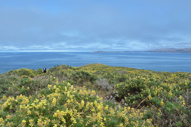 Tomales Point and the Pacific Ocean