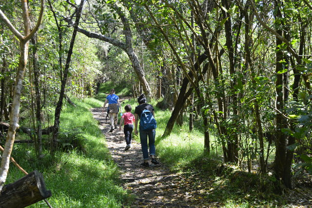 Kiesa, Calvin, and Sasa hike at Kipukapuaulu