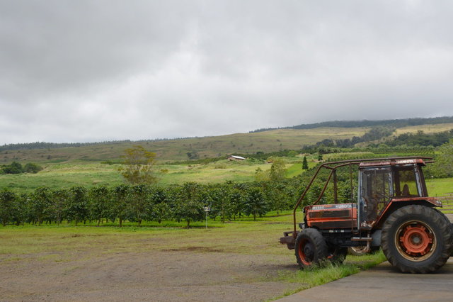 Ka'u coffee farm