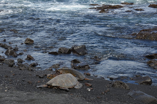 Sea turtles on Punalu'u Black Sand Beach