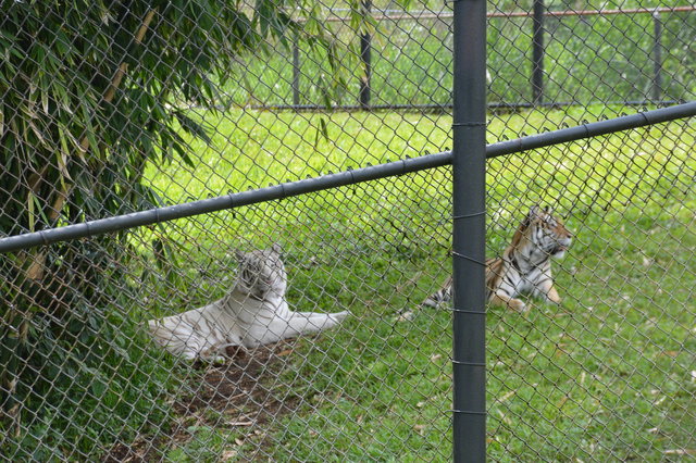 Bengal tigers Tzatiki and Siracha at the Panaewa Rainforest Zoo