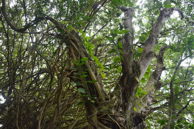 Banyan tree outside Hilo