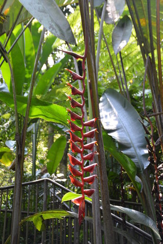 Firecracker Heliconia