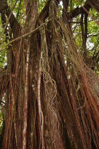 Large aerial roots