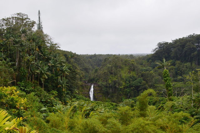 Akaka Falls viewed from the parking lot