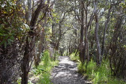 Kilauea Iki trail