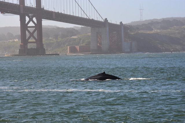 Humpback whale under the Golden Gate Bridge