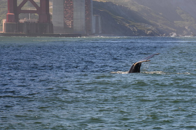 Humpback whale fluke dive in front of the Golden Gate Bridge