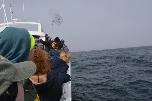 Whale-watching tourists search for whales in the Gulf of the Farallones