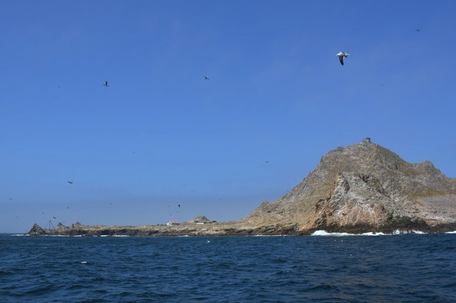 Birds at the Faralon Islands