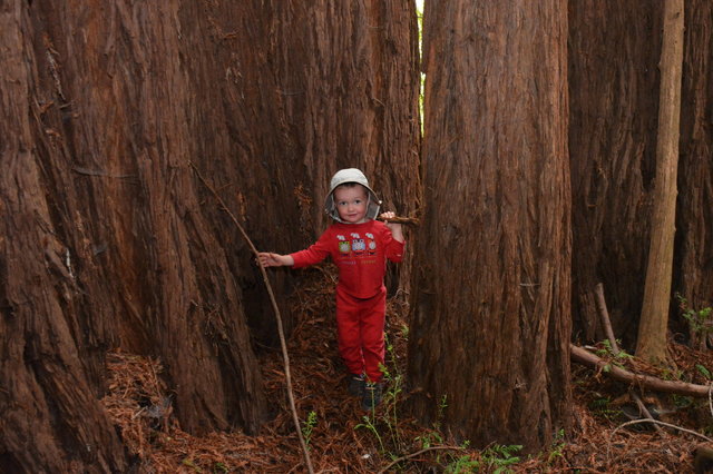 Julian in the redwoods