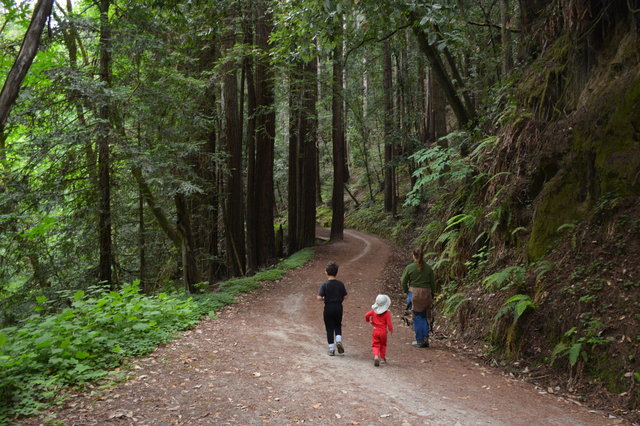 Calvin, Julian, and Kiesa walk in the Forrest of Nisene Marks