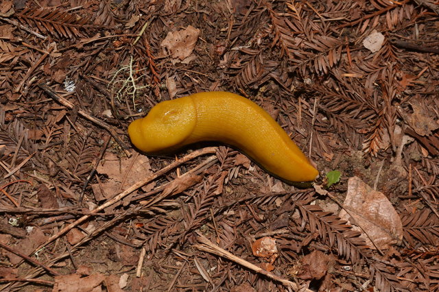 Banana slug on redwood leaves