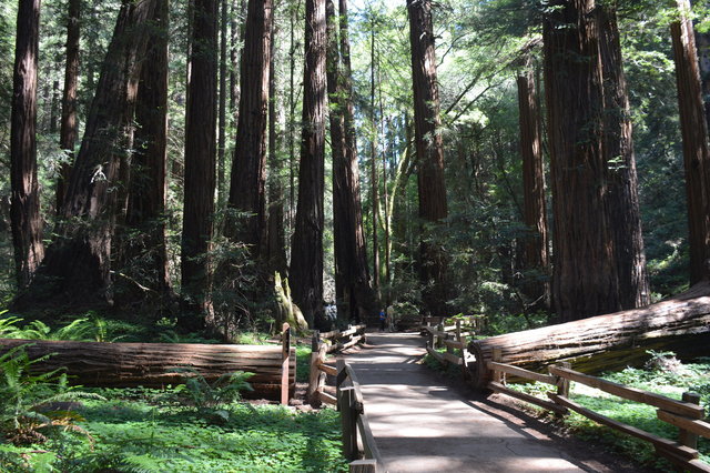 Path through redwood trees in Muir Woods