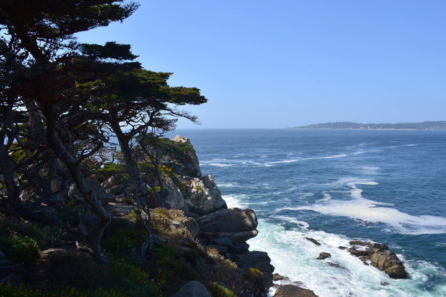 Monterey Pines over the Pacific Ocean at Point Lobos