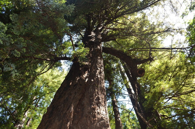 Redwood tree in Pfeiffer Big Sur State Park