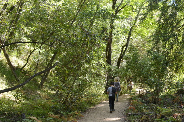 Calvin, Echo, Kiesa, and Julian walk in Big Sur