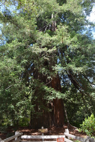 Base of the Colonial Tree in Pfeiffer Big Sur State Park