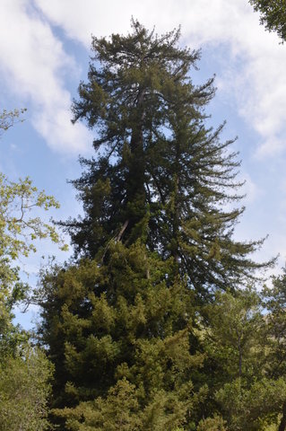 Colonial Tree in Pfeiffer Big Sur State Park