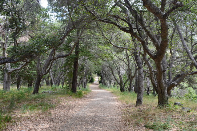 Oak-lined trail in Pfeiffer Big Sur State Park