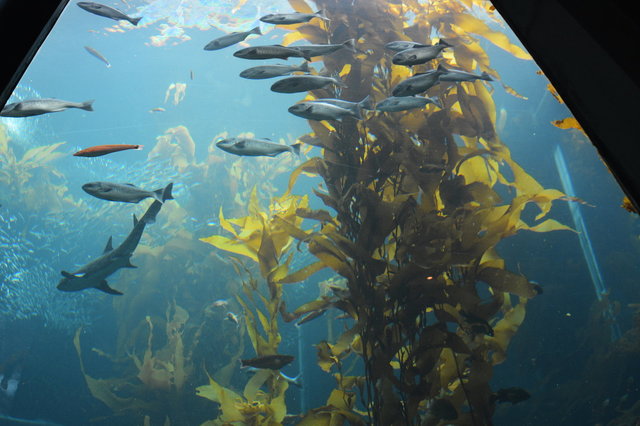 Kelp forest at the Montery Bay Aquarium