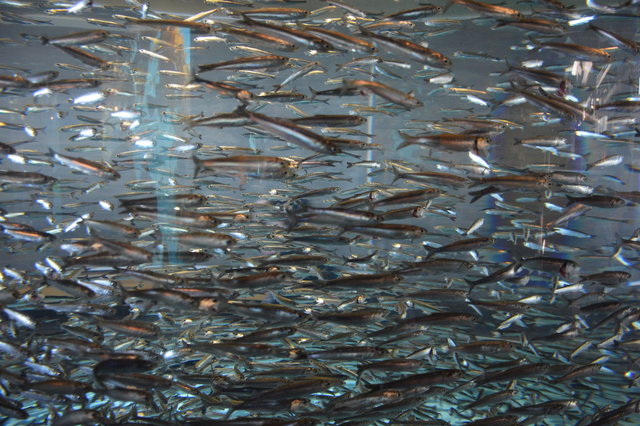 Sardines swimming in an endless loop