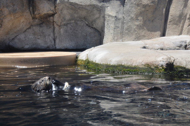 Sea otter feeding at the Monterey Bay Aquarium