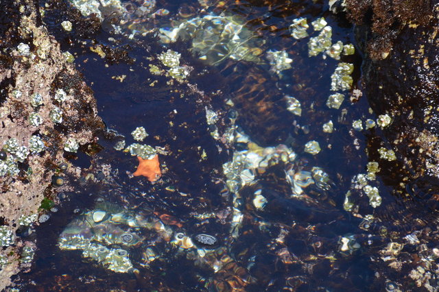 Starfish in a tiny tide pool