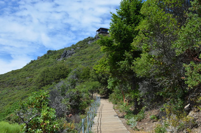 Trail leading to the summit of Mount Tam