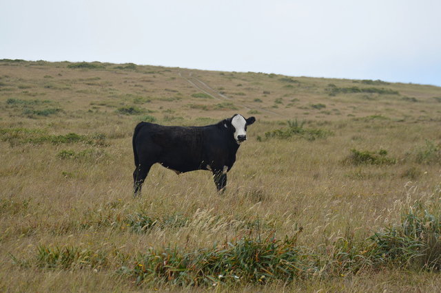 Cow at Point Reyes