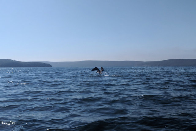 Brown pelican takes flight in Drakes Estero