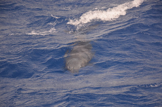 Bottlenose dolphin swimming in the water