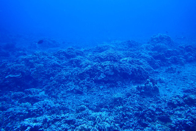 Reef inside Molokini Crater